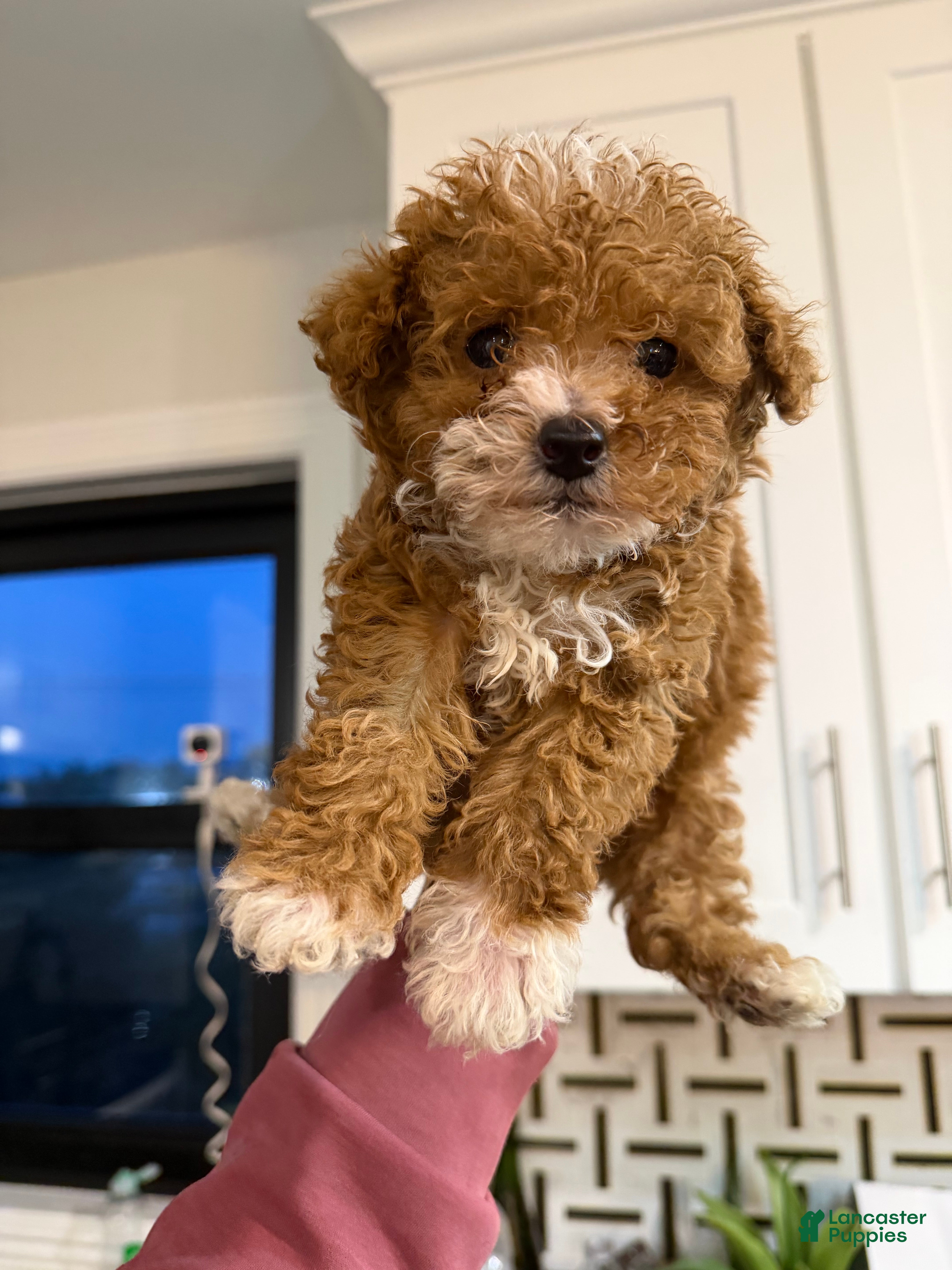 Toy Poodle dogs Teacup Biscuit❤️🐾 - Ad 1