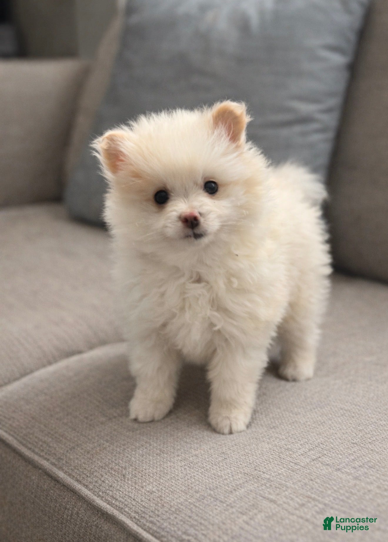 Pomeranian dogs Pomeranian Puppy 1 - Ad 40