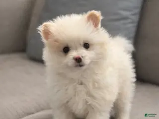 Pomeranian dogs Pomeranian Puppy 1 - Ad 40