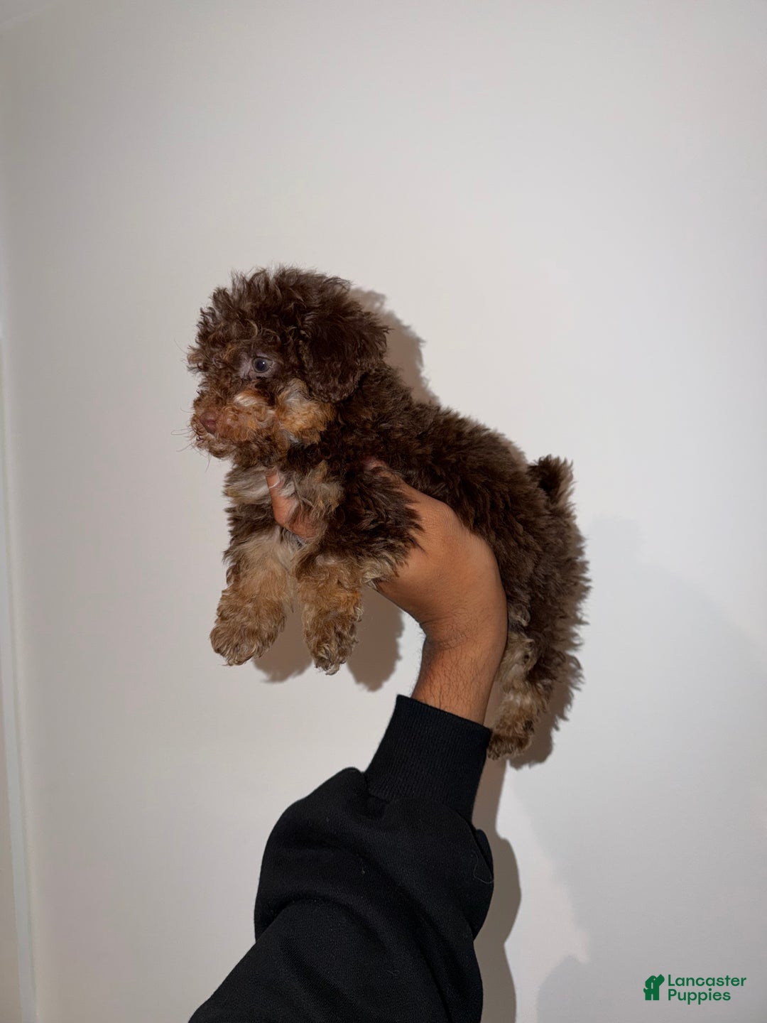 Toy Poodle dogs for sale: Coco - Ad 3