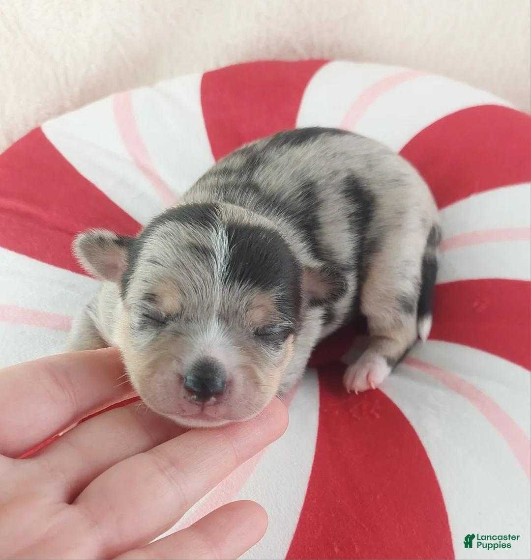 Chihuahua dogs for sale: Micah - Ad 3