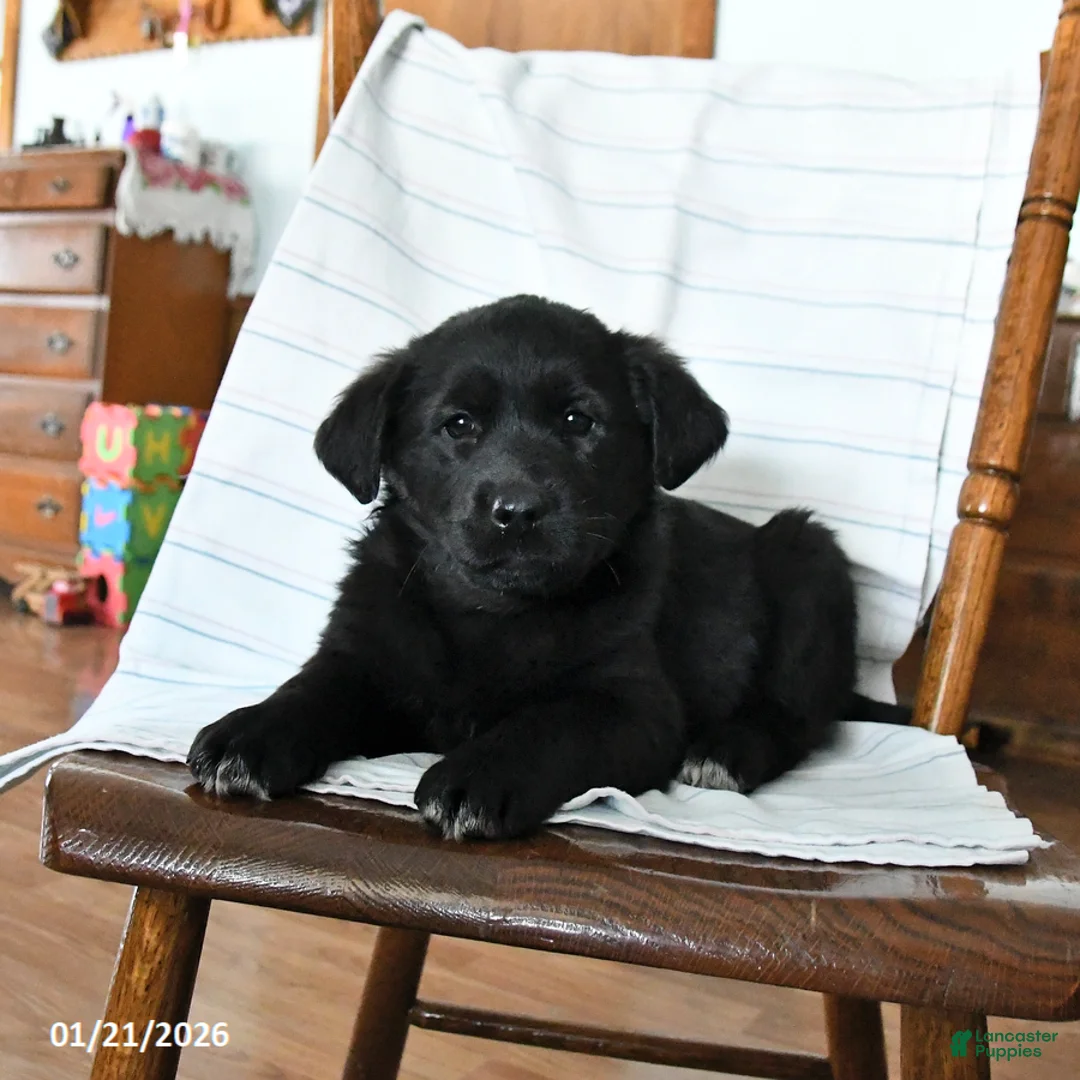 Mixed Breed dogs for sale: Kelly - Ad 2