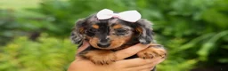 Miniature Dachshund dogs for sale:   Hailey 🎀 - Ad 8