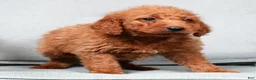 Mini Goldendoodle dogs for sale: Snickers - Ad 7