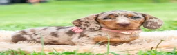Miniature Dachshund dogs for sale: Sprinkles - Ad 3