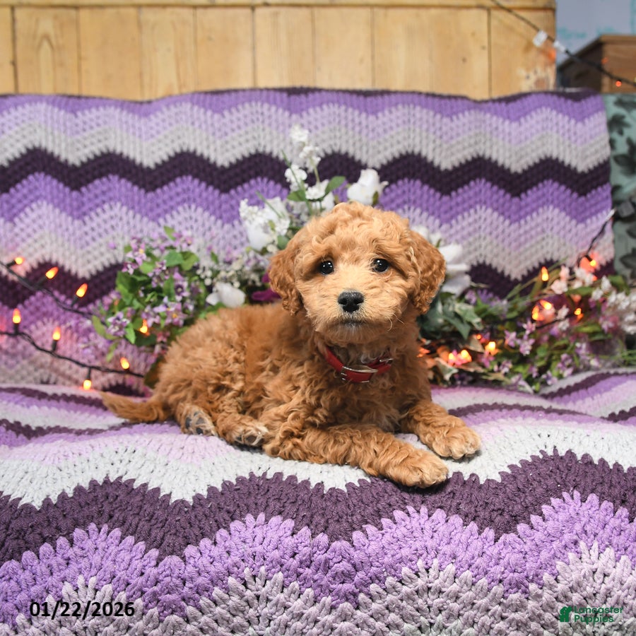 Mini Goldendoodle dogs Ashley - Ad 6