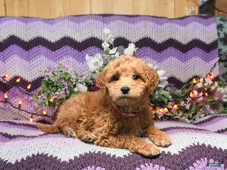 Mini Goldendoodle dogs Ashley - Ad 42