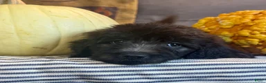 Petunia