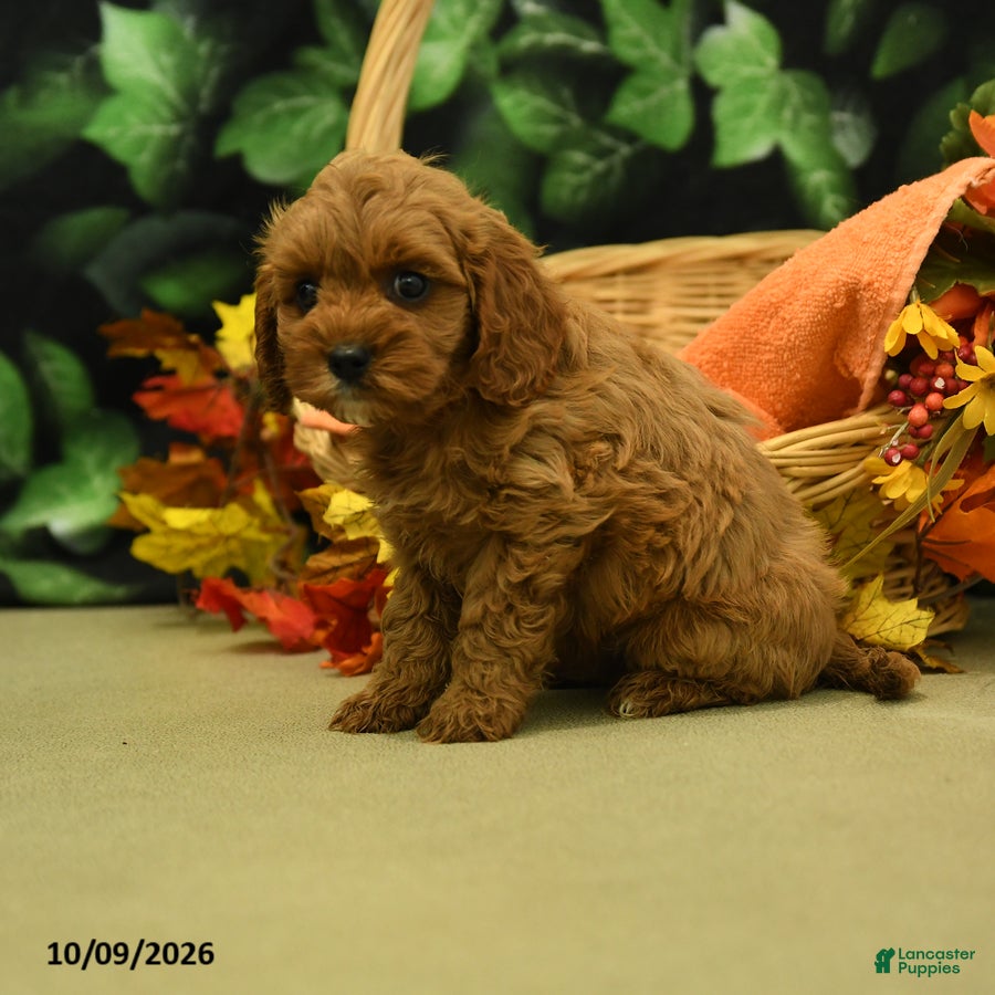 Cavapoo dogs for sale: Nutmeg - Ad 2