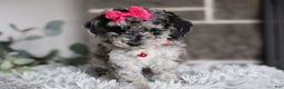 Miniature Poodle dogs for sale: Joy - Ad 2