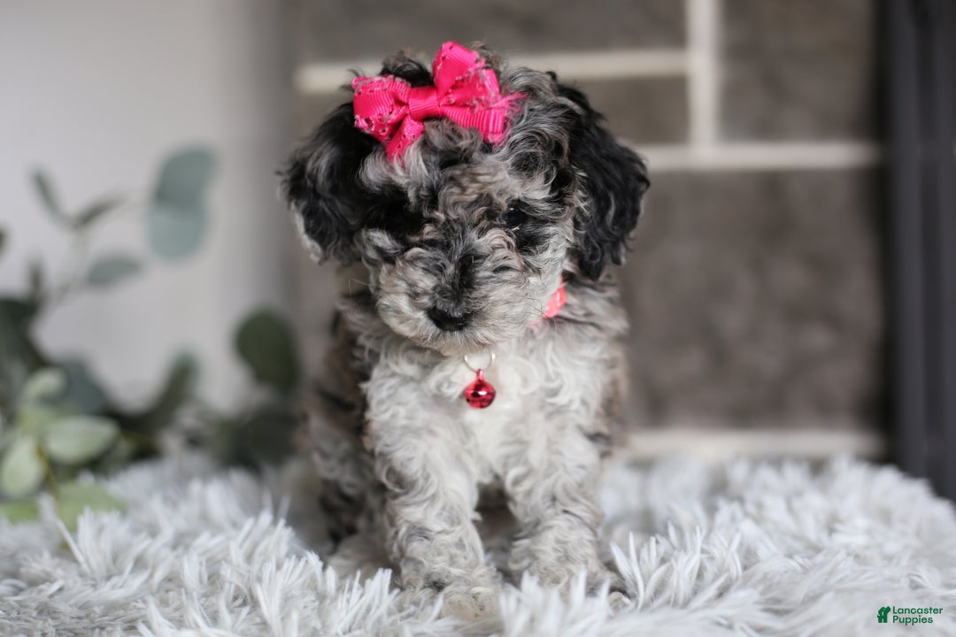Miniature Poodle dogs for sale: Joy - Ad 2
