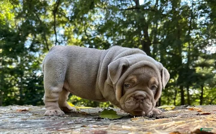 English Bulldog dogs SZA - LILAC TAN TRI THICK QUEEN IN HOLLYWOOD - USA DELIVERY! - Ad 3