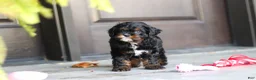 Cavapoo dogs for sale: Ash - Ad 9
