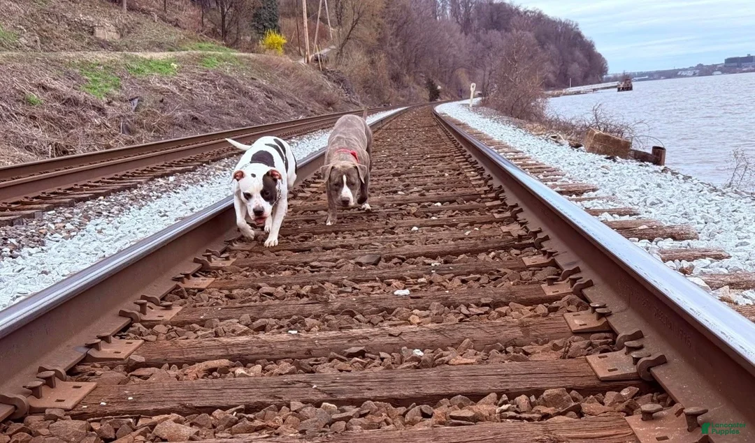 American Pit Bull Terrier dogs for sale: American Pit Bull Terrier 2 - Ad 4