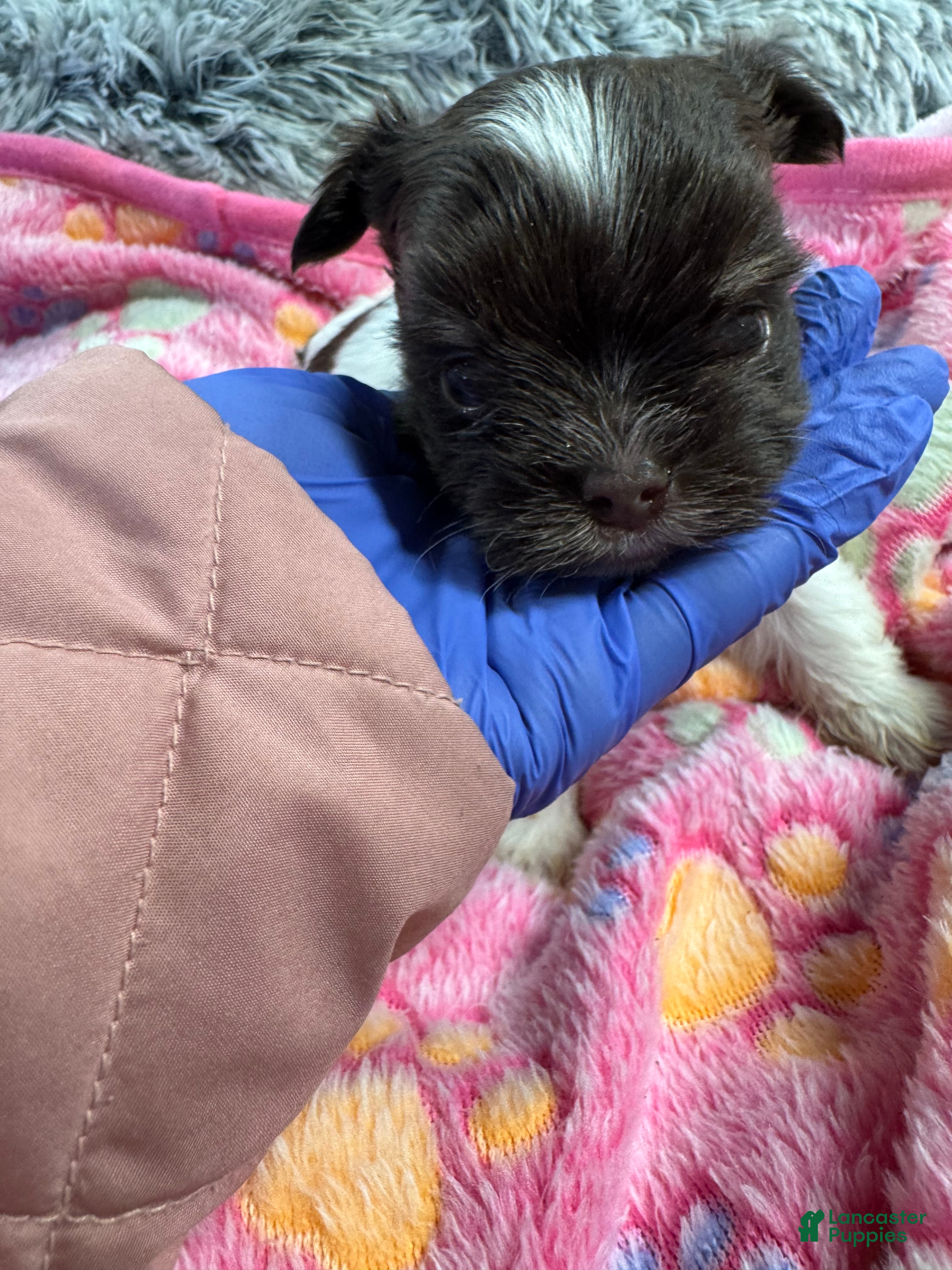 Yorkshire Terrier dogs Yorkshire Terrier Puppy 3 - Ad 1