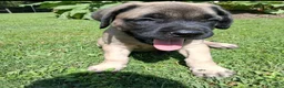 English Mastiff dogs for sale: Hank - Ad 2