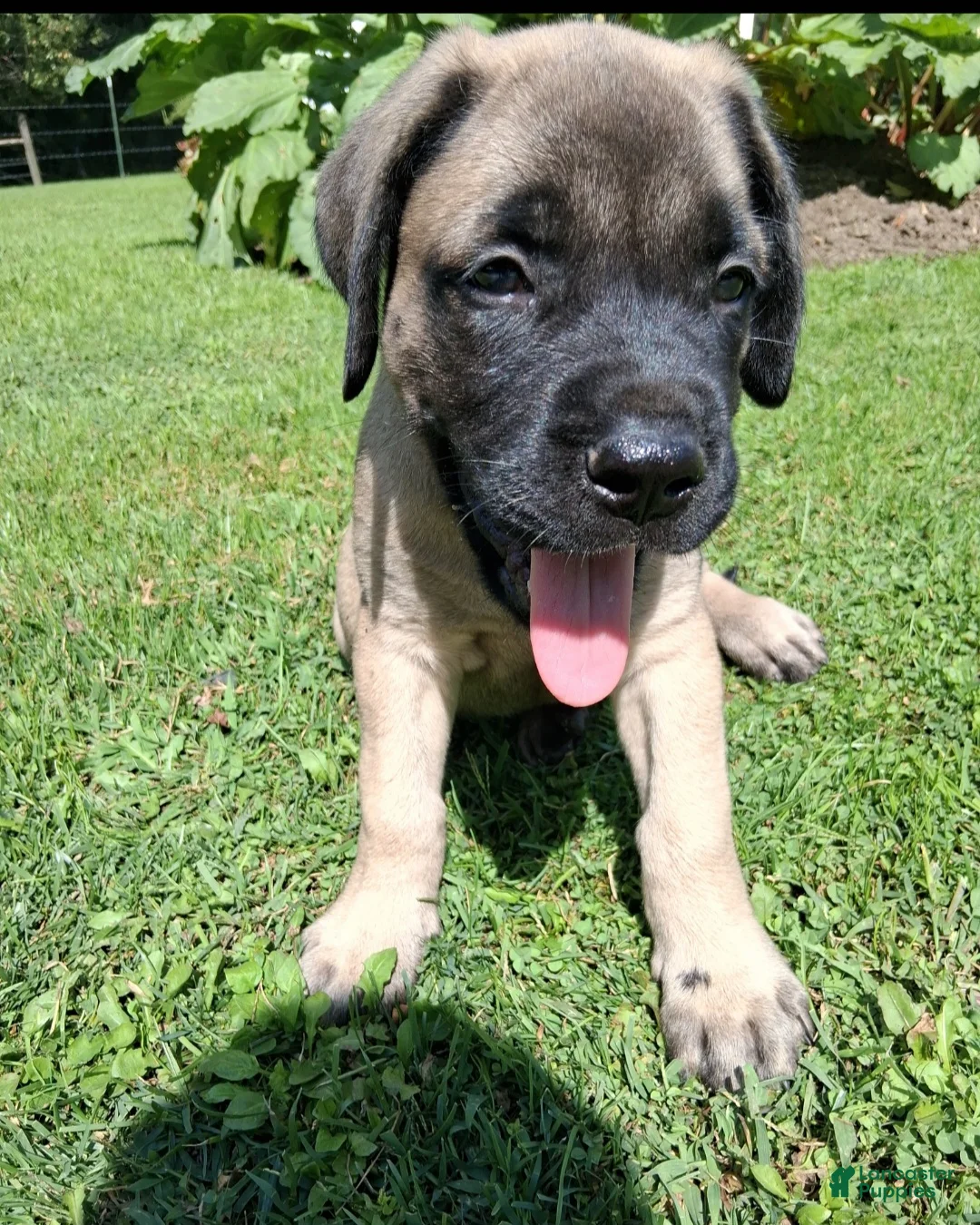 English Mastiff dogs for sale: Hank - Ad 2