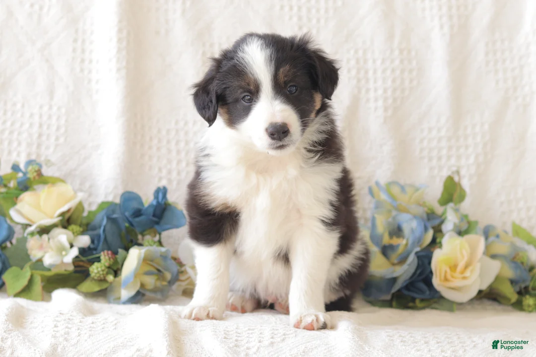 Border Collie dogs for sale: Bertie - Ad 1