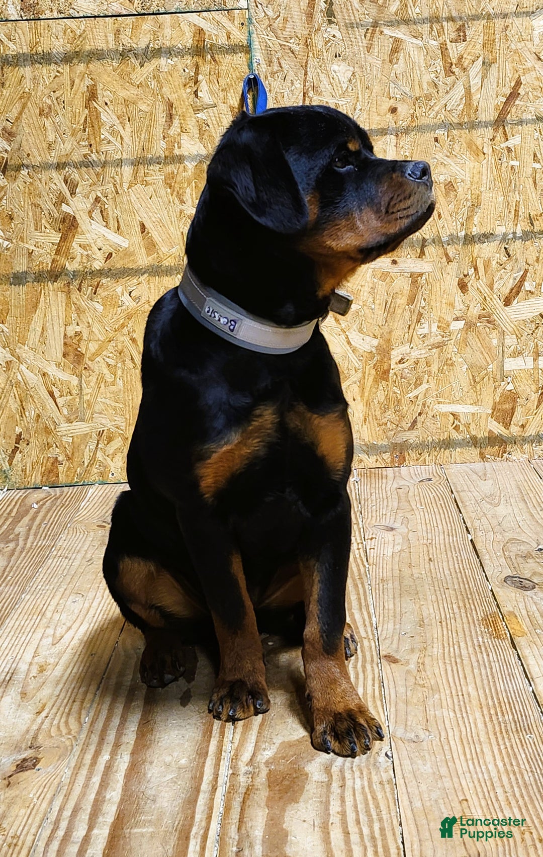 Rottweiler dogs for sale: Bessie - Ad 4