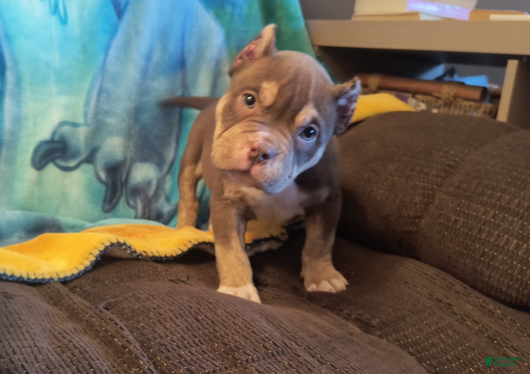 American Bully dogs American Bully Puppy 2 - Ad 1