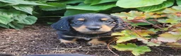 Miniature Dachshund dogs for sale: Vivian  - Ad 15