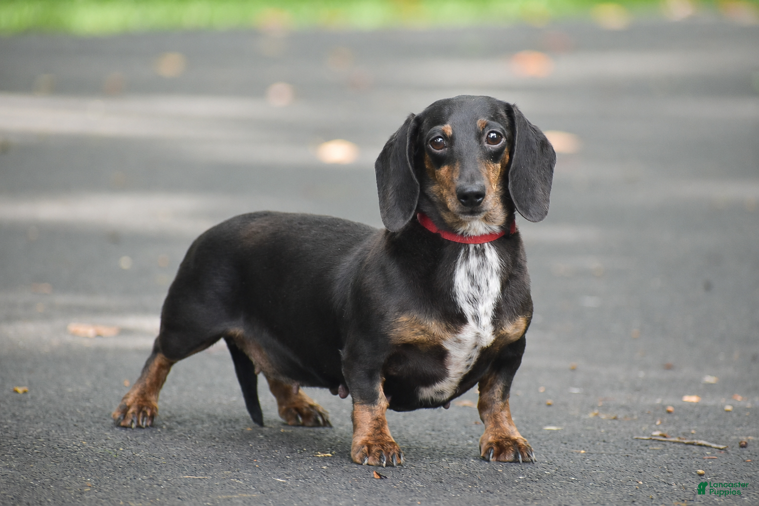 Miniature Dachshund dogs Belle - Ad 1