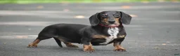 Miniature Dachshund dogs for sale: Belle - Ad 1
