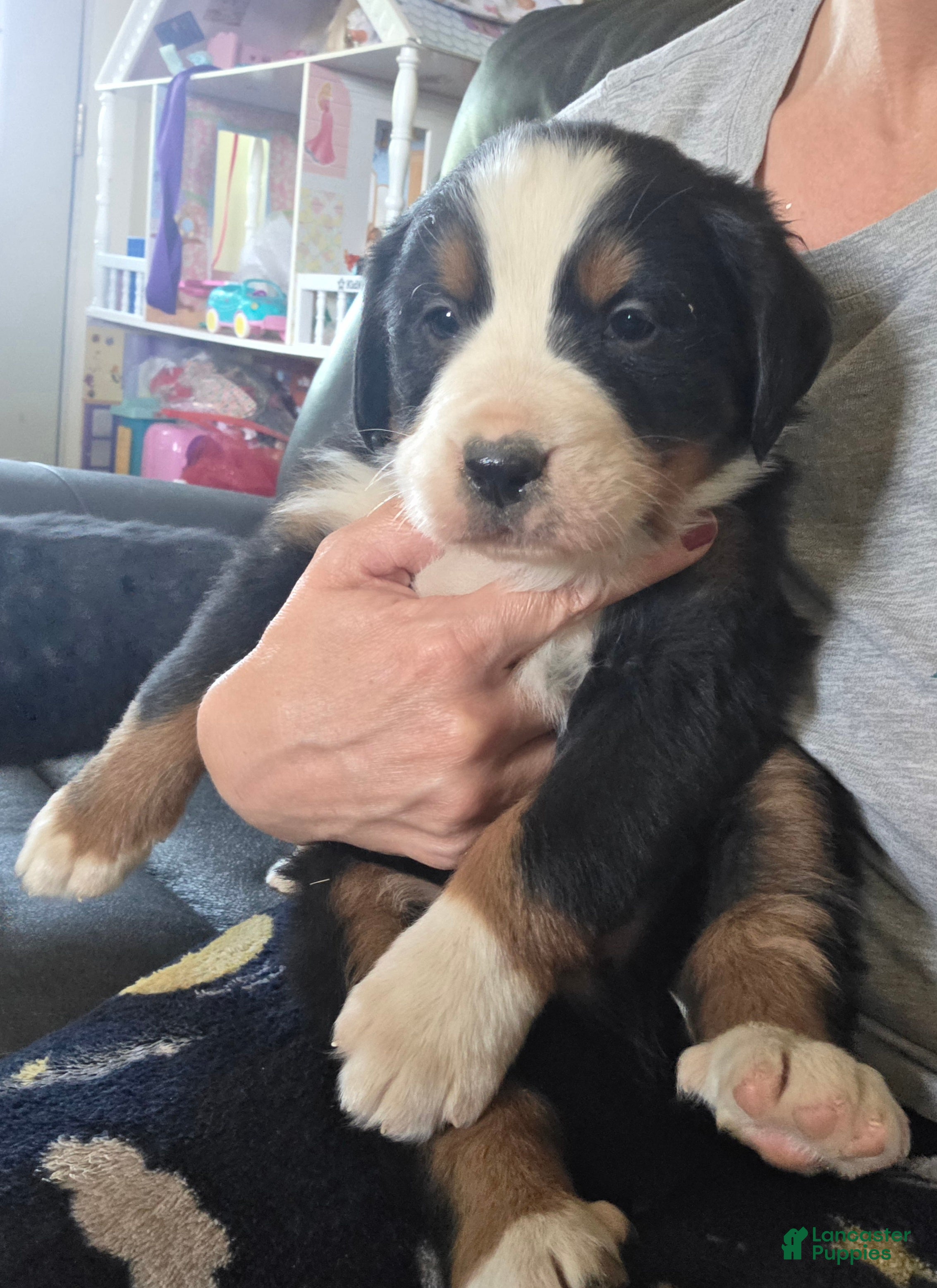 Bernese Mountain Dog dogs Bernese Mountain Dog Puppy 1 - Ad 29