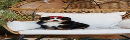 Bernese Mountain Dog dogs for sale: Princess Star - Ad 16