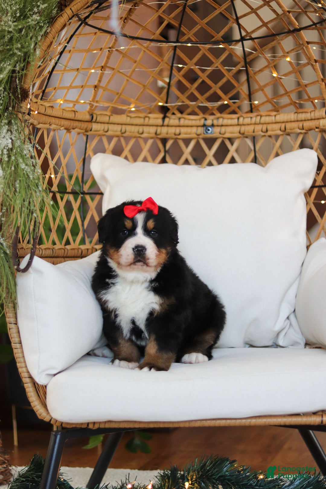 Bernese Mountain Dog dogs for sale: Princess Star - Ad 16