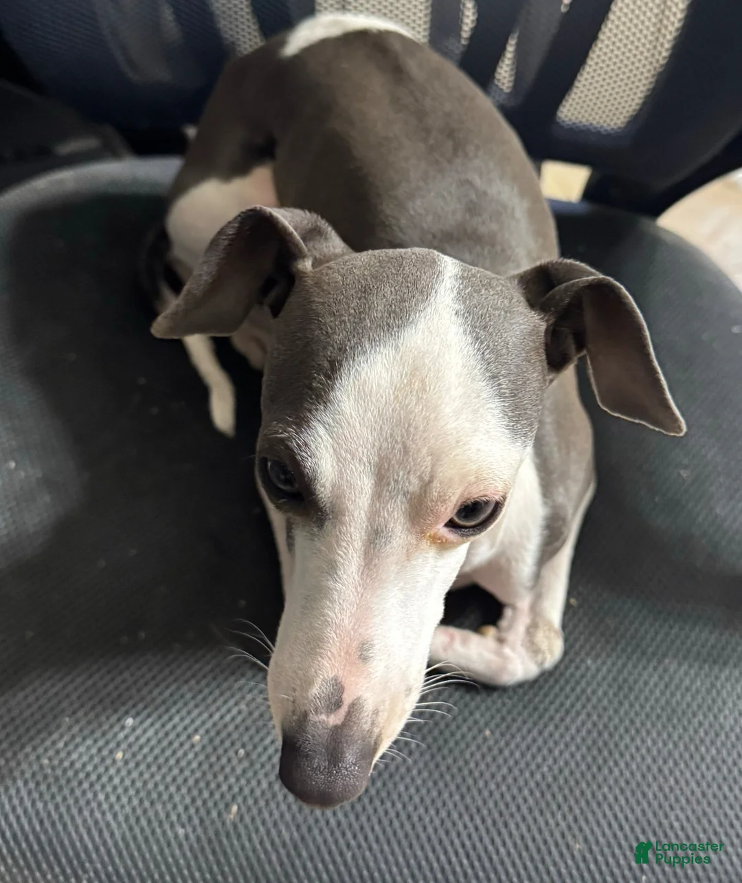 Italian Greyhound dogs for sale: Italian Greyhound Puppy 2 - Ad 9