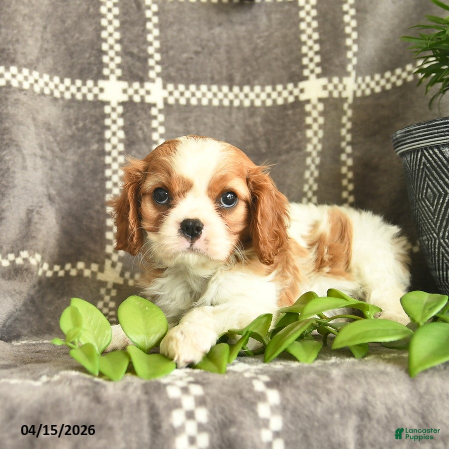 Cavalier King Charles Spaniel dogs Carmel Delight  - Ad 2