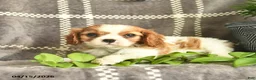 Cavalier King Charles Spaniel dogs for sale: Carmel Delight  - Ad 2