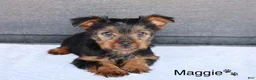 Yorkshire Terrier dogs for sale: Maggie - Ad 2