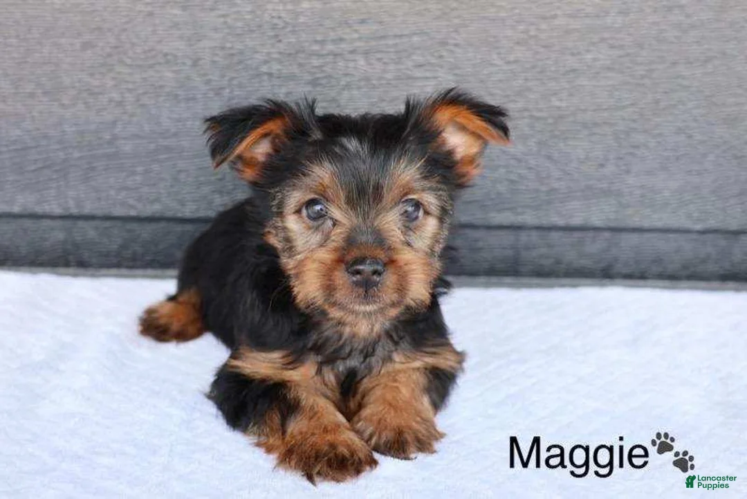 Yorkshire Terrier dogs for sale: Maggie - Ad 2