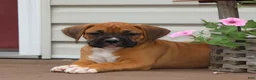 Boxer dogs for sale: Porter - Ad 1