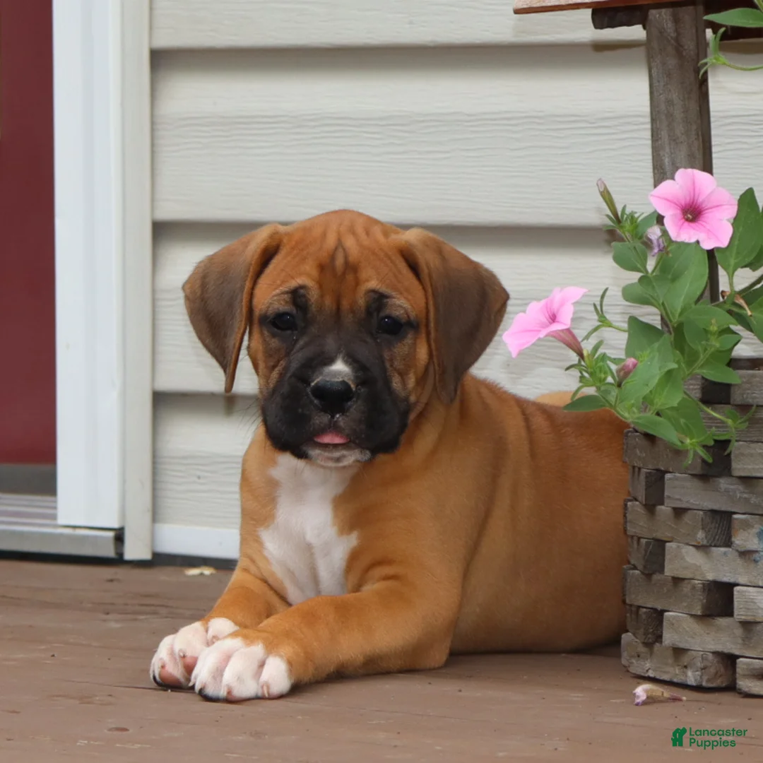 Boxer dogs for sale: Porter - Ad 1