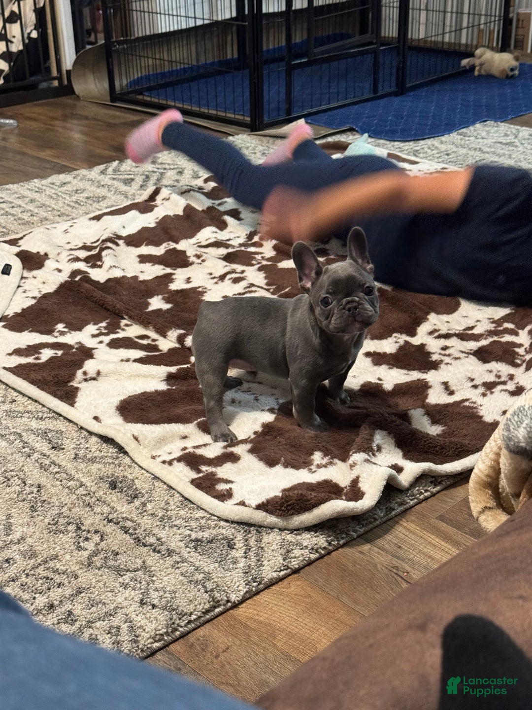 French Bulldog dogs for sale: French Bulldog litter of 1 puppies - Ad 3