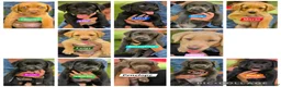 Labrador Retriever dogs for sale: Luigi - Ad 18