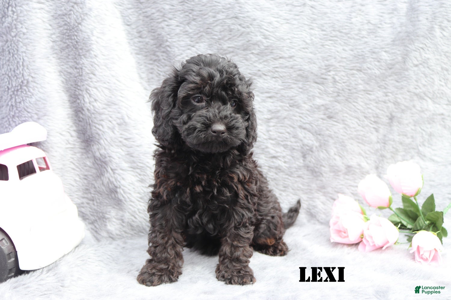 Mini Goldendoodle dogs for sale: Lexi - Ad 7