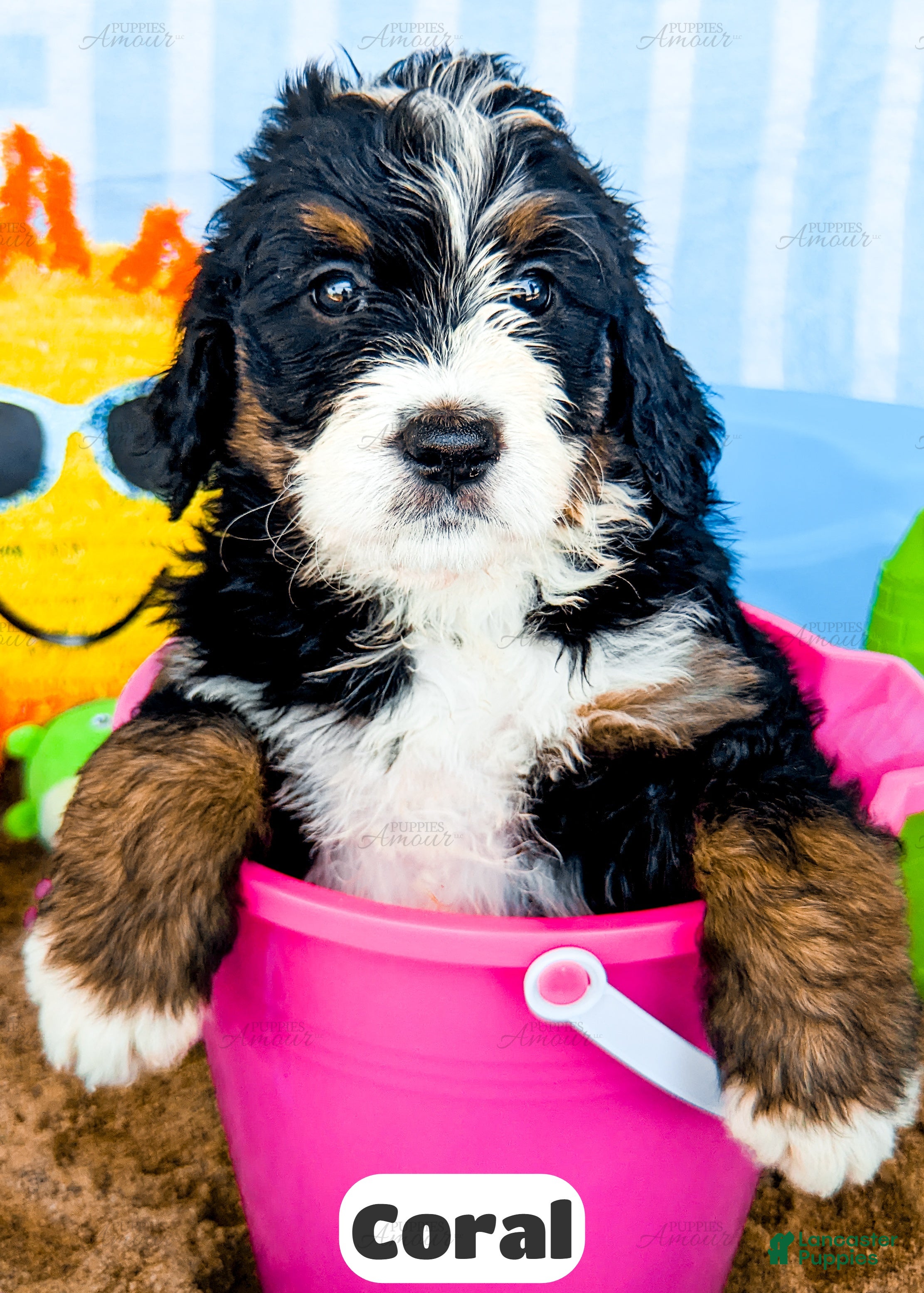 Bernedoodle dogs Coral - Ad 2