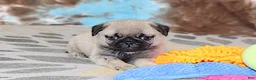 Pug dogs for sale: Monty - Ad 6