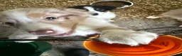 Australian Shepherd dogs for sale: Australian Shepherd 2 - Ad 3