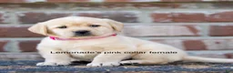 Labrador Retriever dogs for sale: Purple Collar female  - Ad 4
