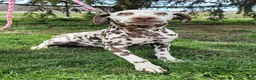 Dalmatian dogs for sale: Stanley - Ad 19