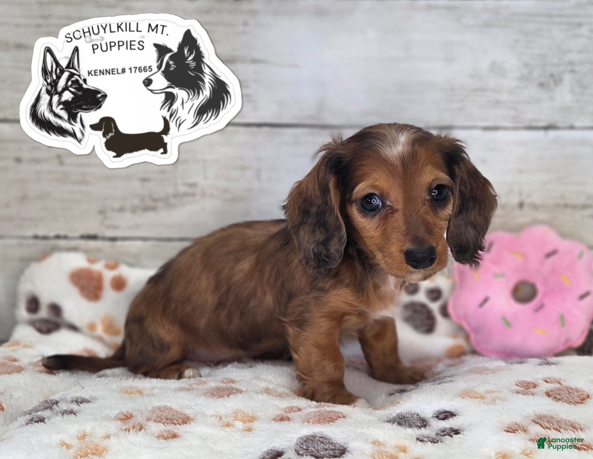 Miniature Dachshund dogs Fay - Ad 11
