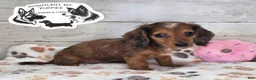Miniature Dachshund dogs for sale: Fay - Ad 1