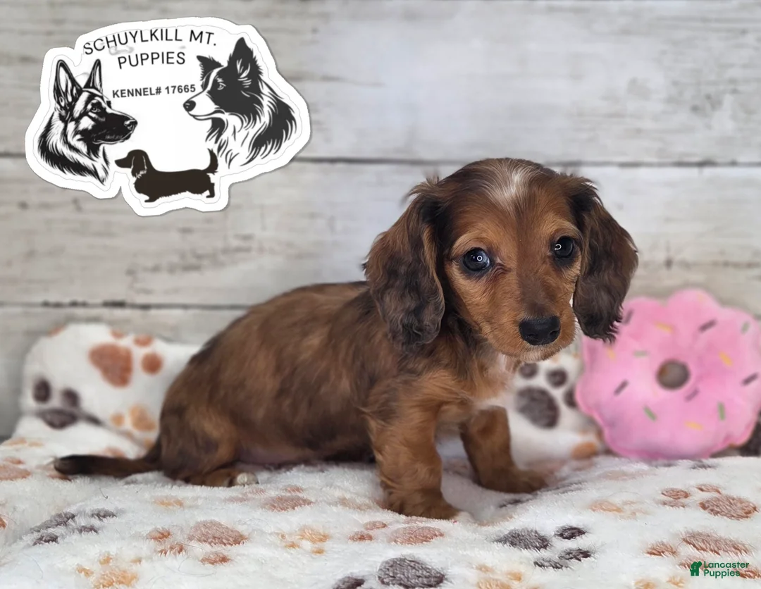 Miniature Dachshund dogs for sale: Fay - Ad 1