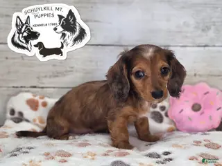 Miniature Dachshund dogs Fay - Ad 11