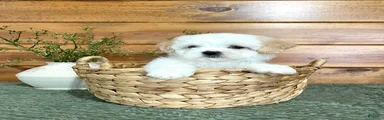 Whitey